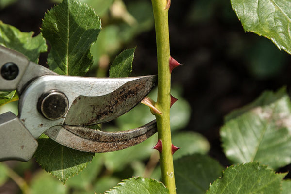 PRUNING